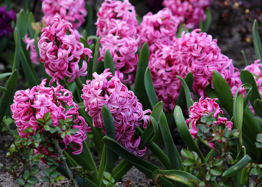 Image of Hyacinthus orientalis specimen.