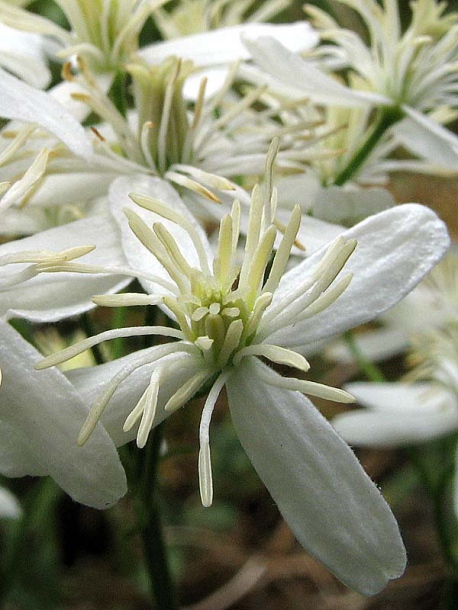 Изображение особи Clematis recta.