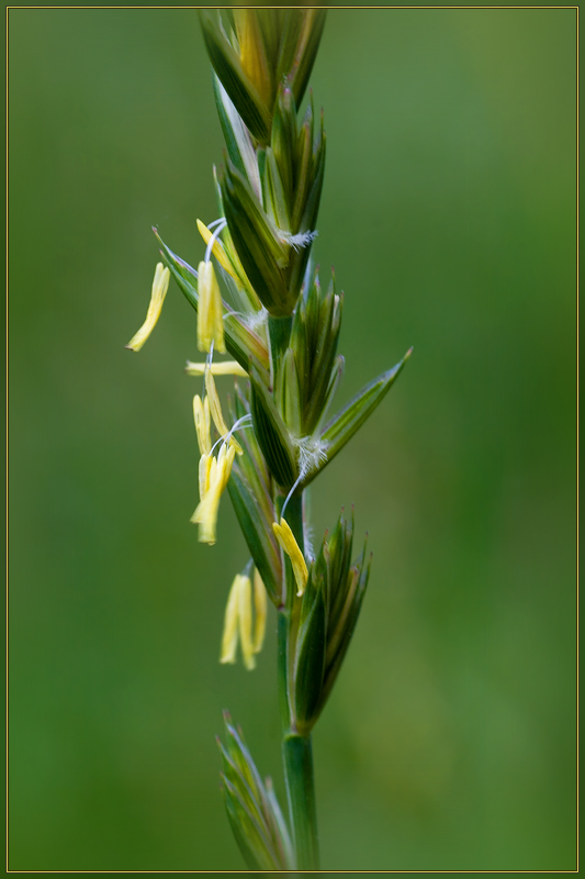 Image of Elytrigia repens specimen.