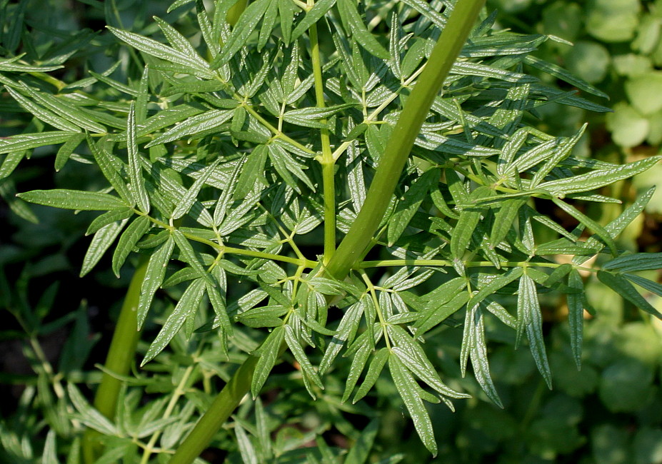 Изображение особи Thalictrum lucidum.