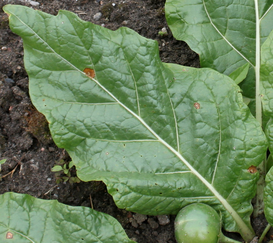 Image of Mandragora officinarum specimen.