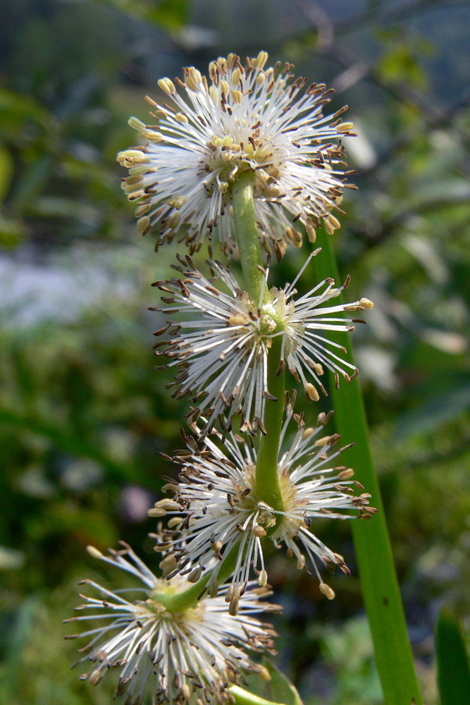 Image of Sparganium emersum specimen.