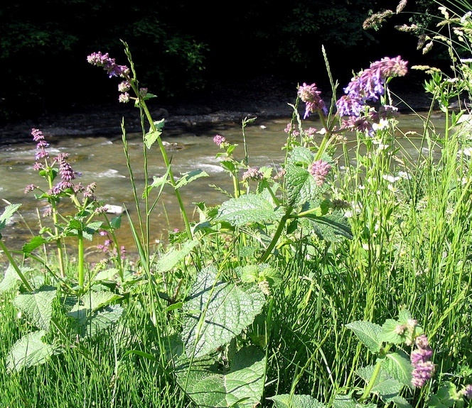 Image of Salvia verticillata specimen.