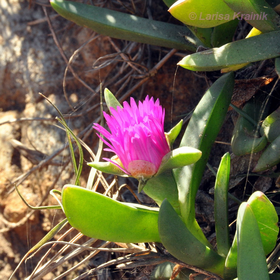 Image of Carpobrotus glaucescens specimen.