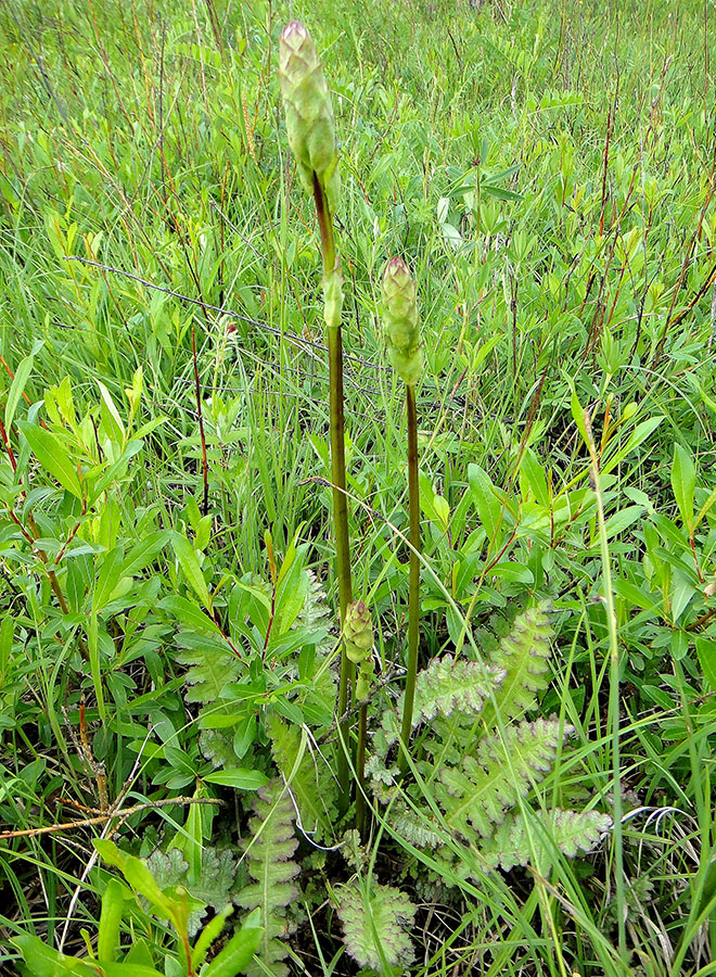 Image of Pedicularis sceptrum-carolinum specimen.