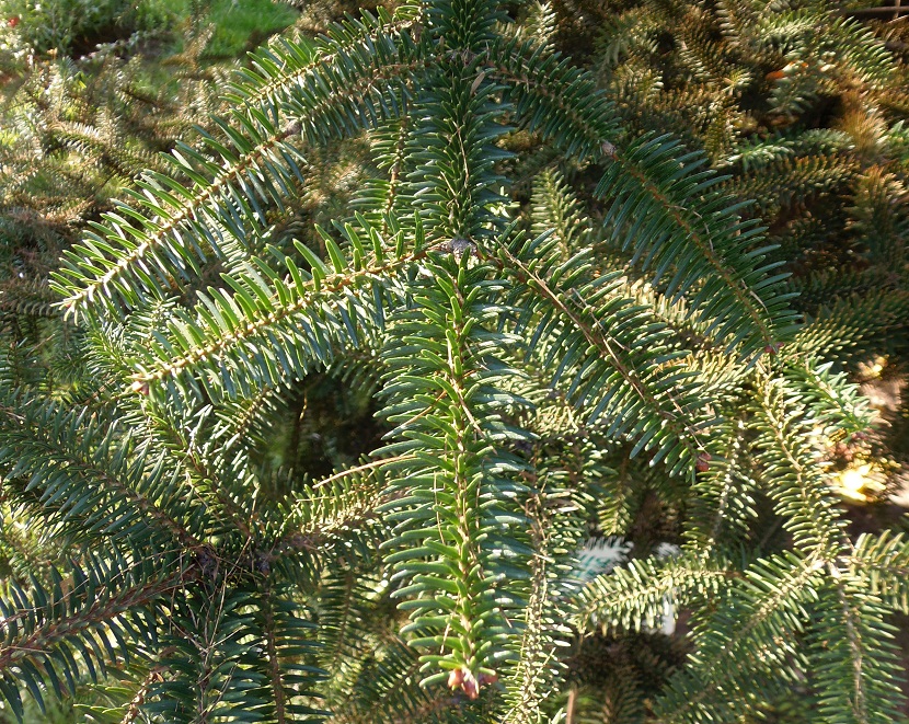 Image of Abies cephalonica specimen.