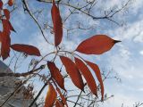 Fraxinus ornus. Лист в осенней окраске. Южный берег Крыма, Артек. 22.11.2013.