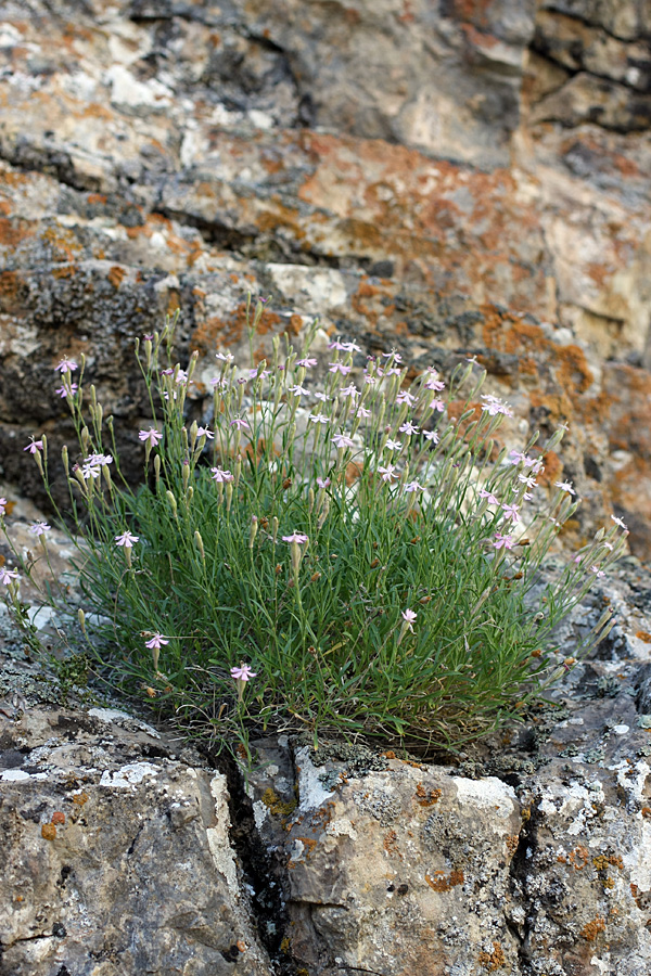 Изображение особи Silene guntensis.