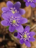 Hepatica nobilis