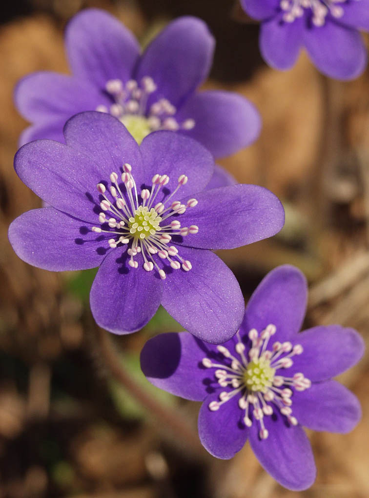 Изображение особи Hepatica nobilis.