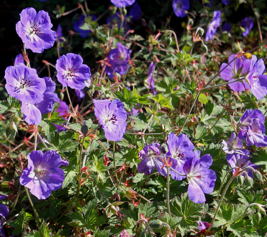 Image of genus Geranium specimen.