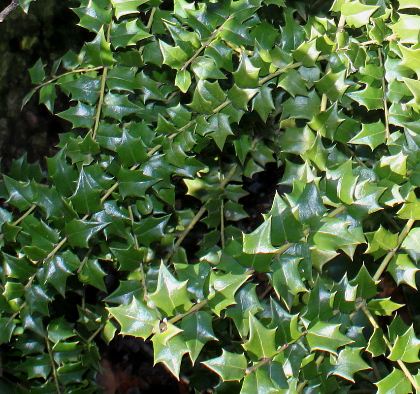 Image of Ilex bioritsensis specimen.