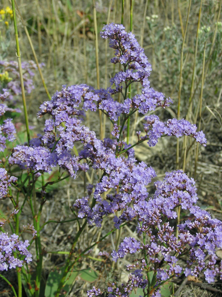 Изображение особи Limonium gmelinii.