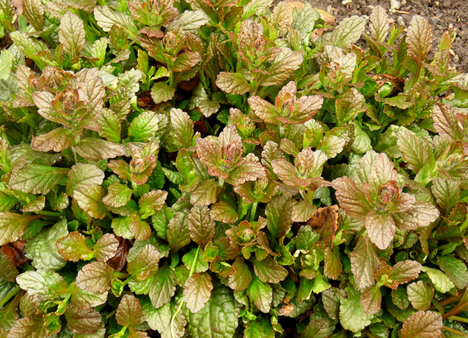 Image of Ajuga reptans specimen.