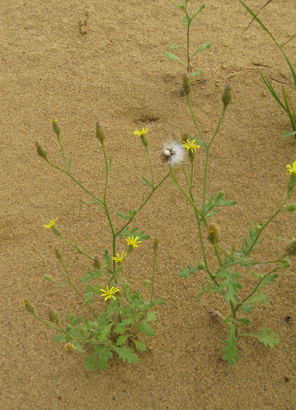 Image of Senecio viscosus specimen.