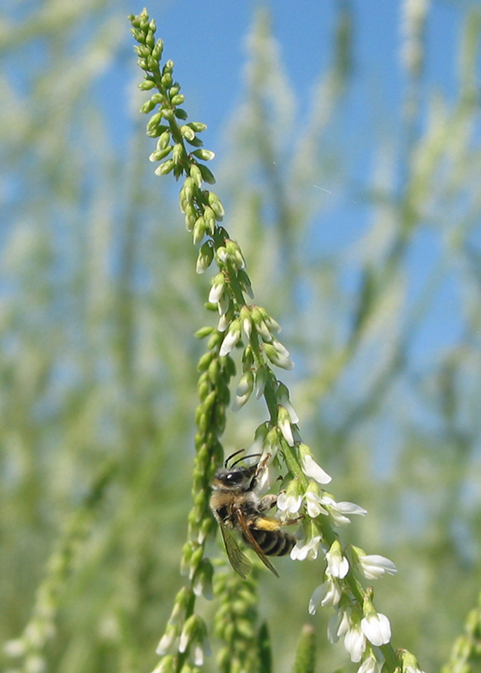 Image of Melilotus albus specimen.