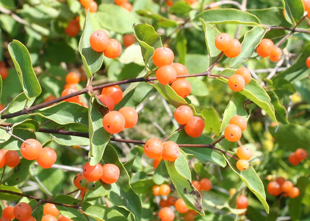 Image of Lonicera tatarica specimen.