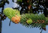 Picea abies. Верхушка ветки с микростробилами и молодыми побегами. Германия, г. Дюссельдорф, Ботанический сад университета. 04.05.2014.