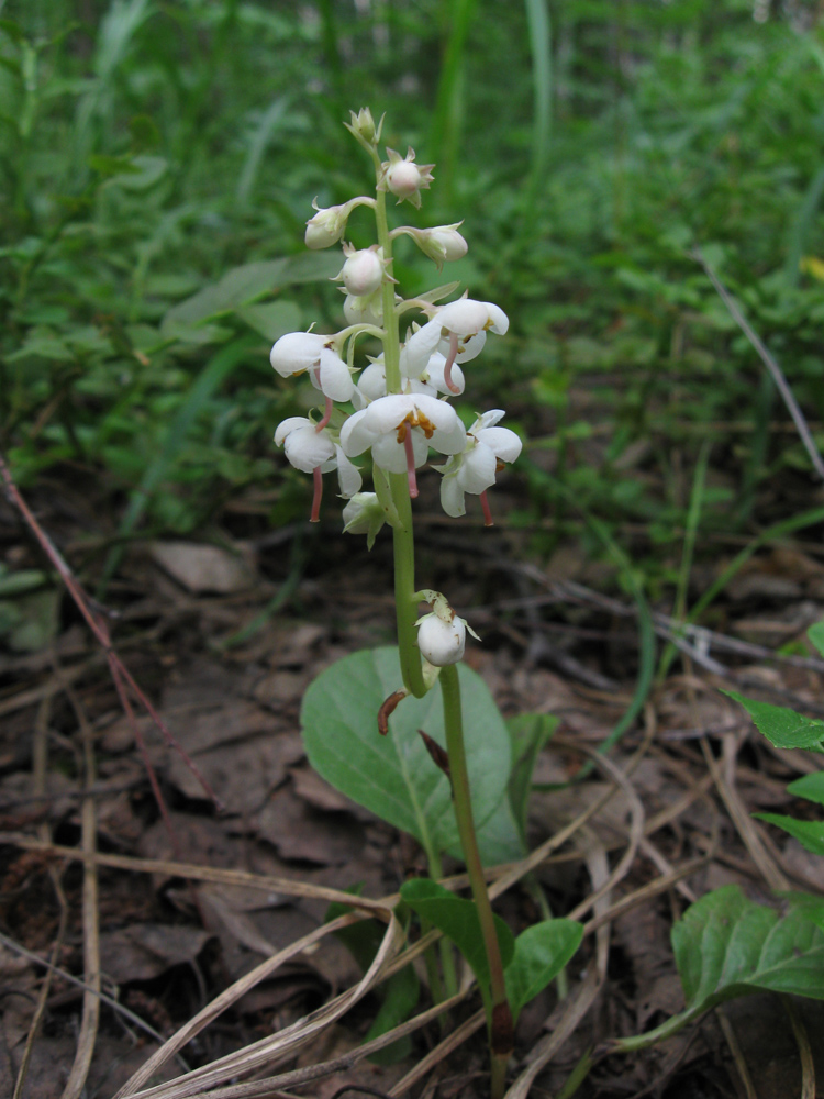 Изображение особи Pyrola rotundifolia.