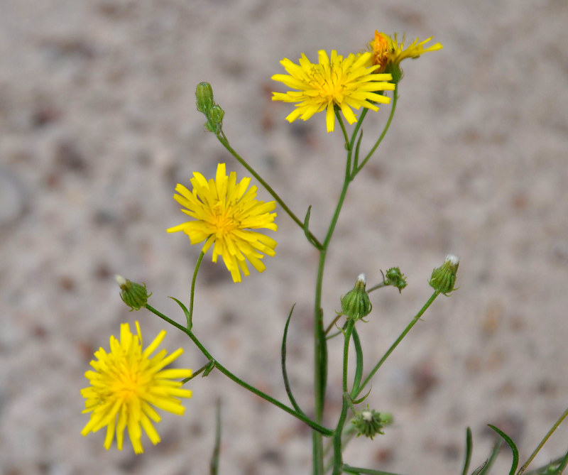 Image of Crepis tectorum specimen.