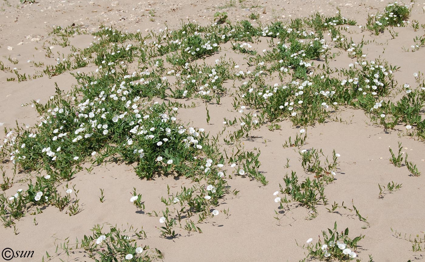 Image of Convolvulus arvensis specimen.