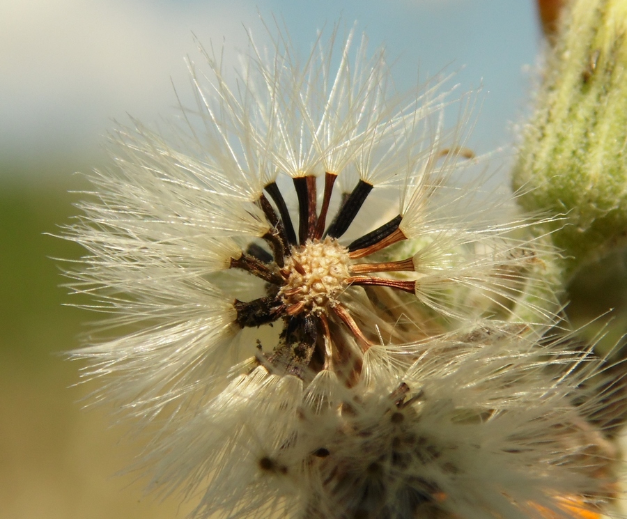 Изображение особи Pilosella echioides.