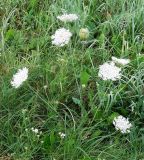 Daucus carota