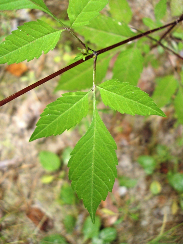 Image of Bidens frondosa specimen.