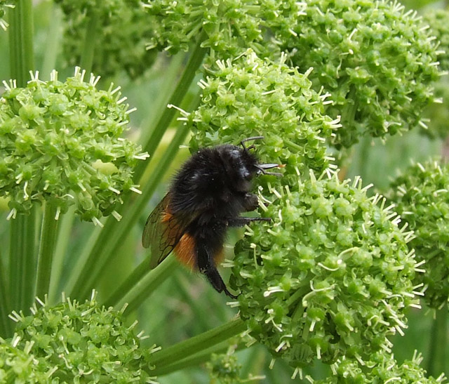 Image of Archangelica officinalis specimen.