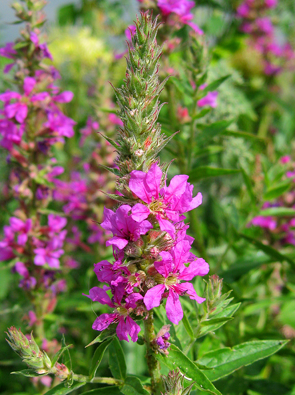 Изображение особи Lythrum salicaria.