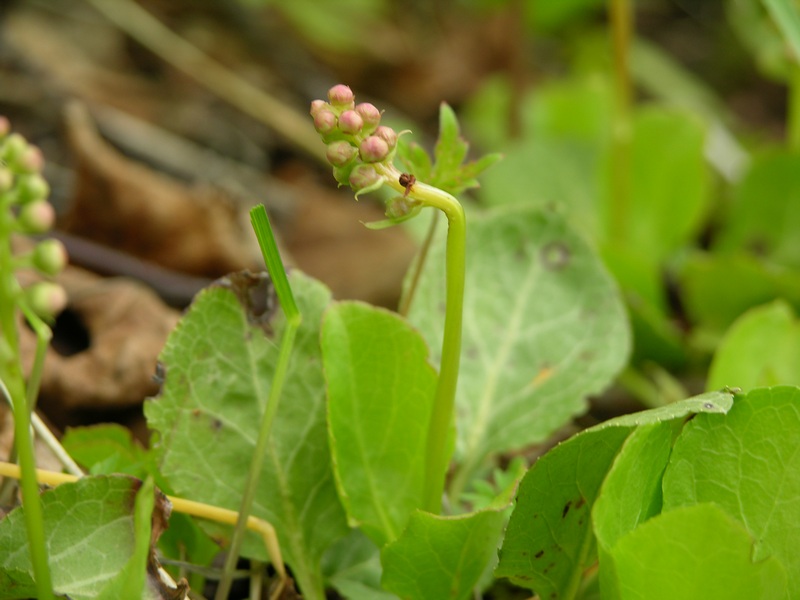 Изображение особи Orthilia secunda.