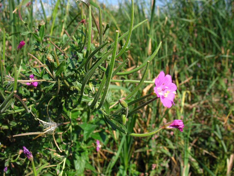 Image of Epilobium hirsutum specimen.