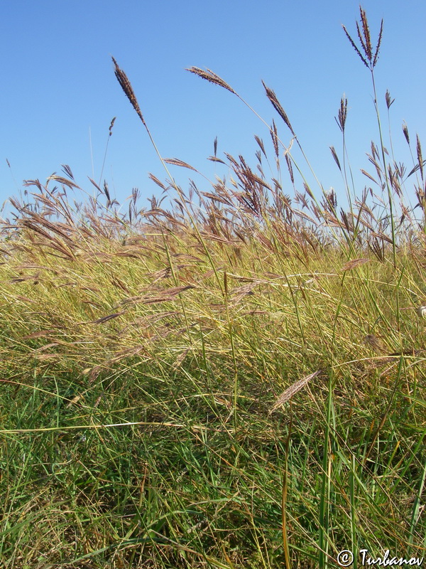 Image of Bothriochloa ischaemum specimen.