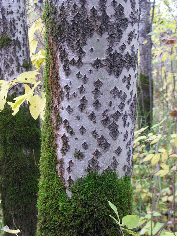 Image of Populus tremula specimen.