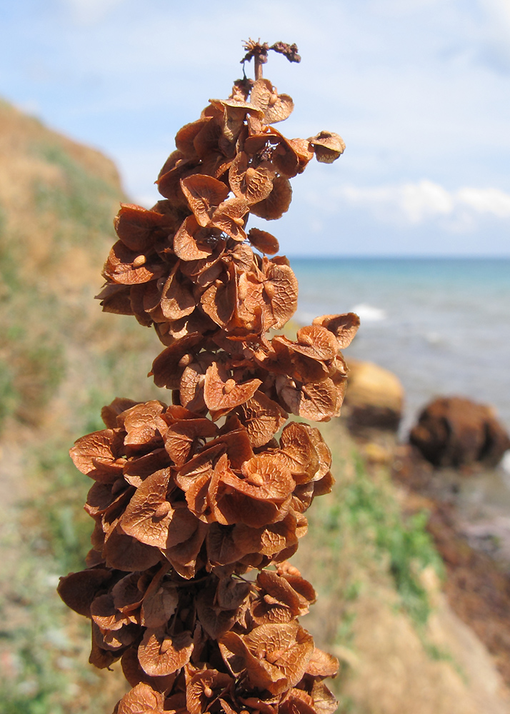 Image of Rumex patientia ssp. orientalis specimen.