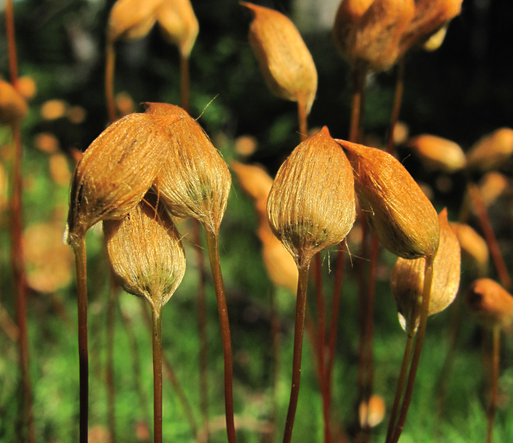 Image of Polytrichum commune specimen.