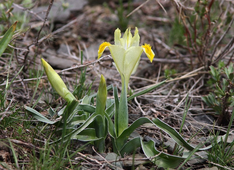 Image of Juno orchioides specimen.