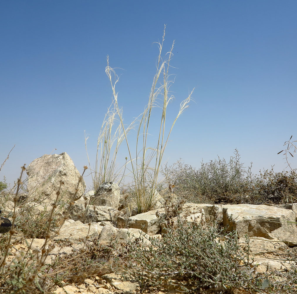 Image of Stipa arabica specimen.