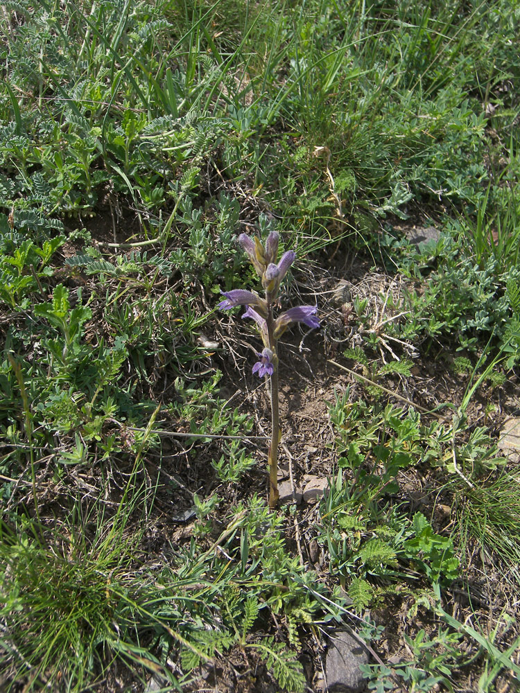 Изображение особи Phelipanche purpurea.
