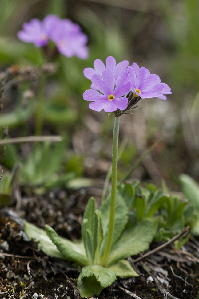 Image of Primula algida specimen.