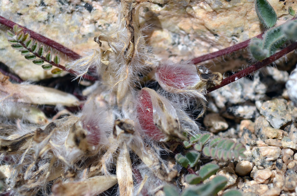 Изображение особи Astragalus charguschanus.