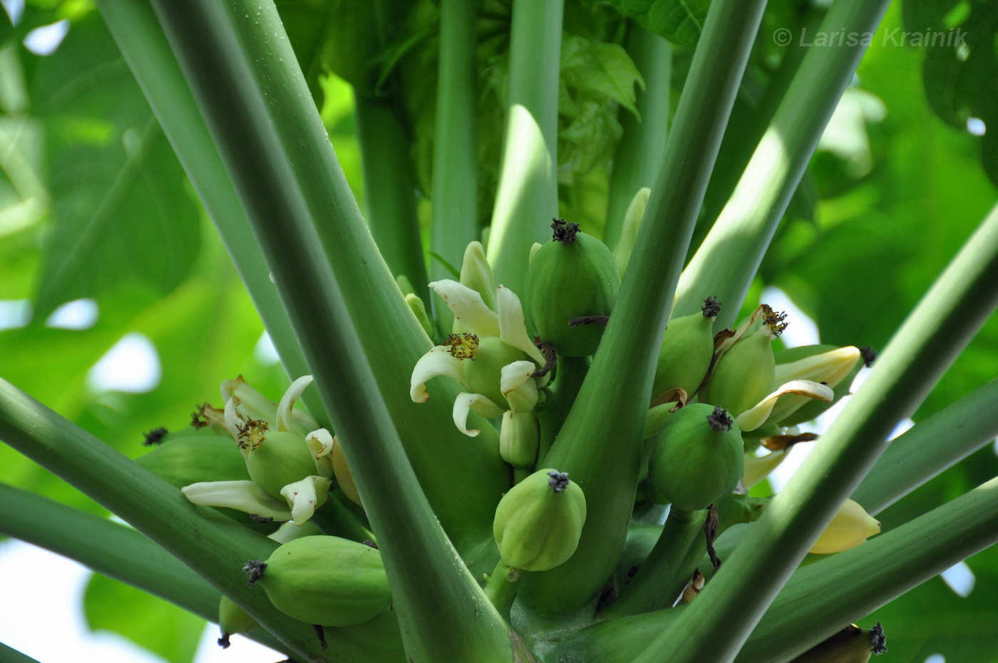 Image of Carica papaya specimen.