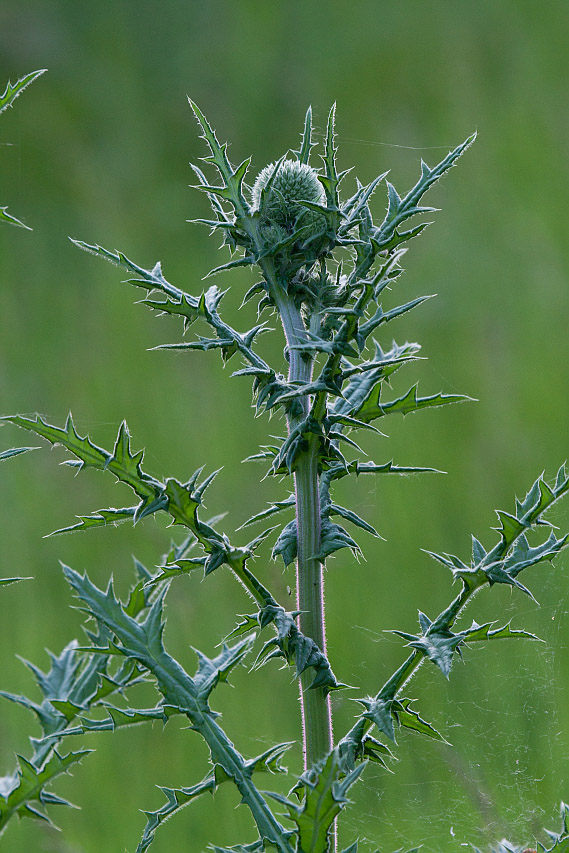 Изображение особи Echinops sphaerocephalus.