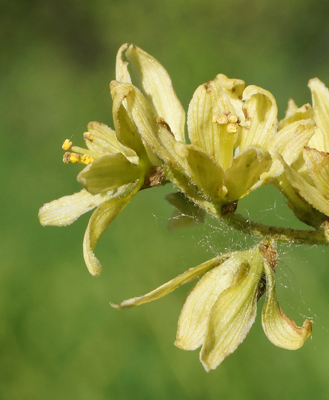 Изображение особи Veratrum lobelianum.