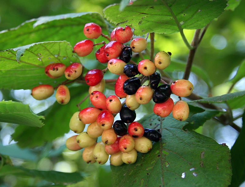 Image of Viburnum lantana specimen.