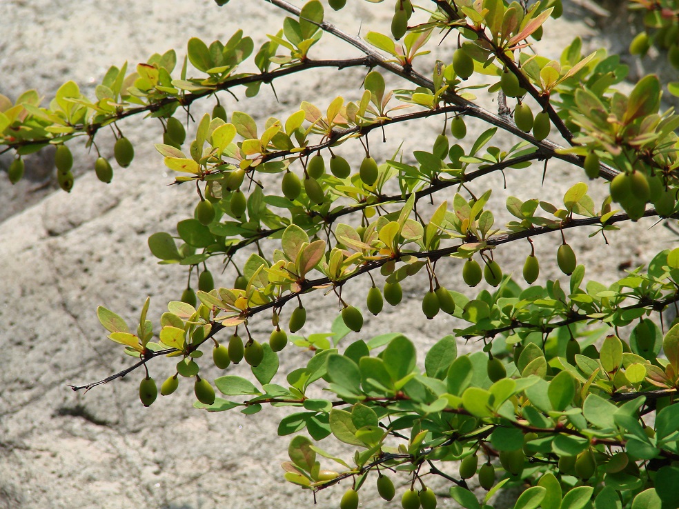 Image of Berberis thunbergii specimen.