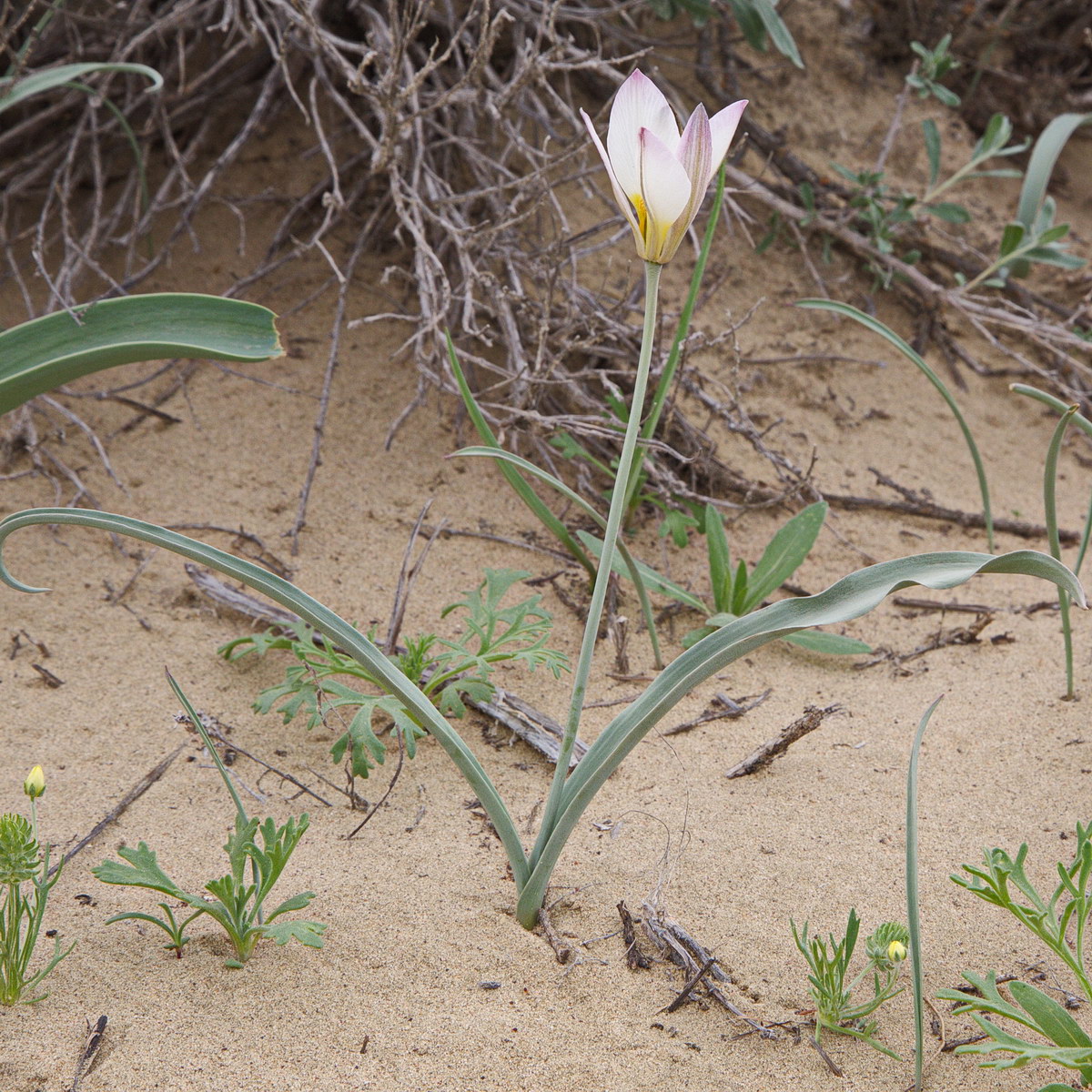 Изображение особи Tulipa sogdiana.