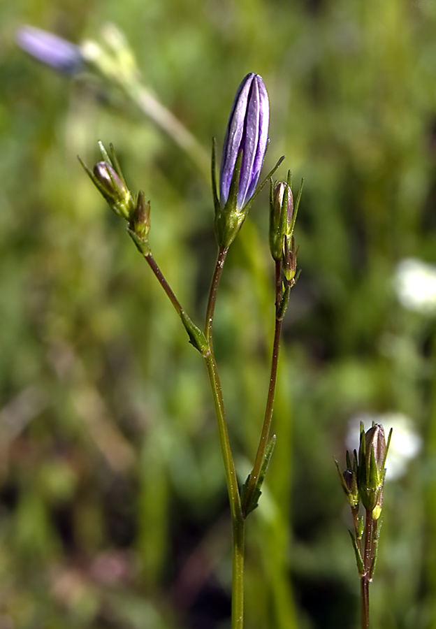 Изображение особи Campanula patula.