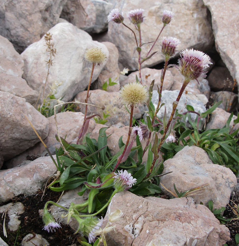 Image of Erigeron uniflorus specimen.