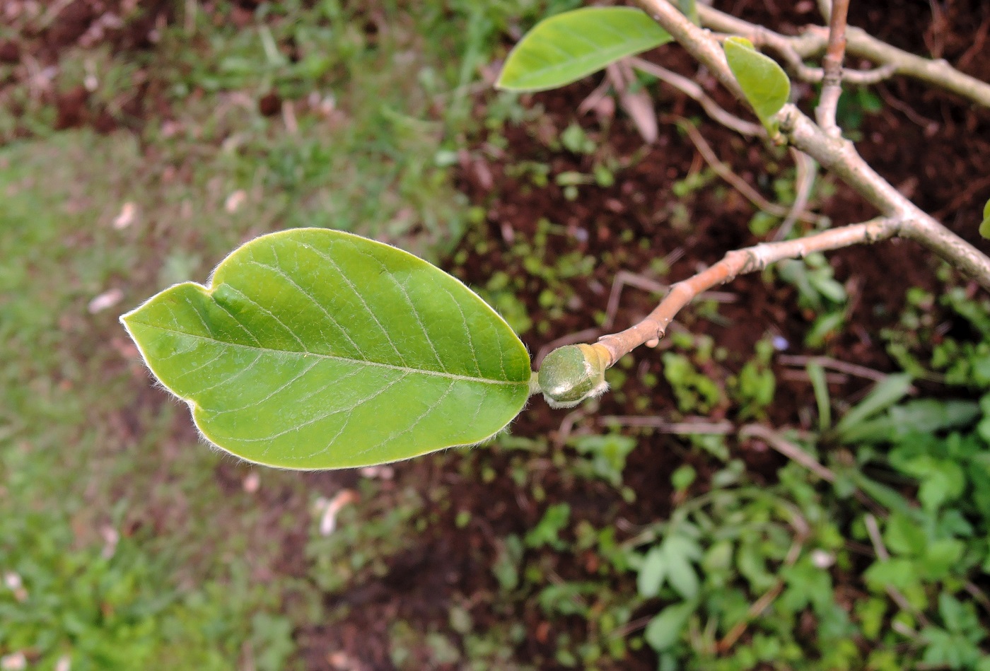 Image of Magnolia sieboldii specimen.